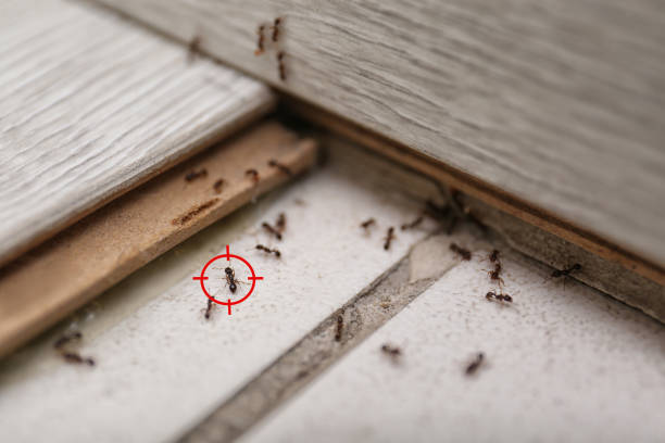 Pest Prevention Services in Granite Falls, MN