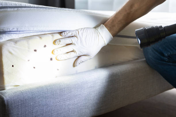 Best Flea Control Services  in Granite Falls, MN